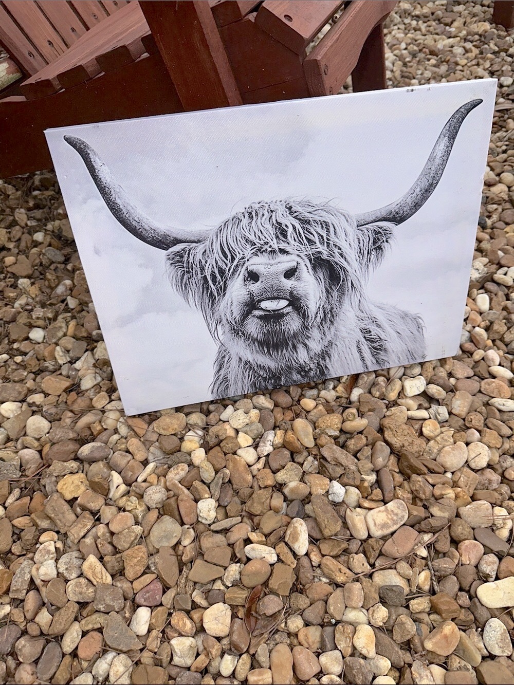 Scottish highland cow canvas wall print boho
